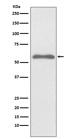 Phospho-Smad2(S255)