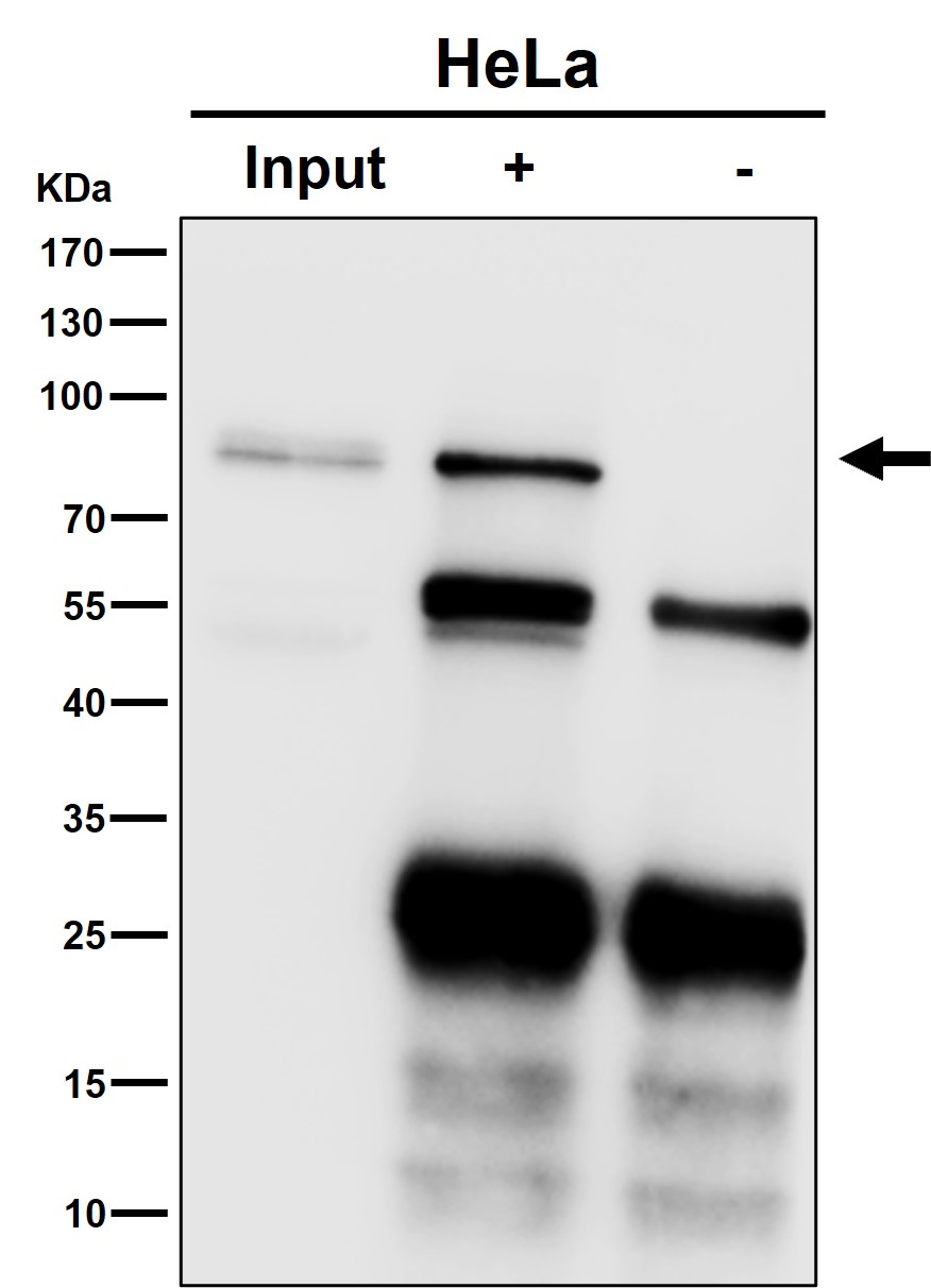 Rabbit Monoclonal to STAT1 alpha