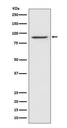 Rabbit Monoclonal to STAT1 alpha