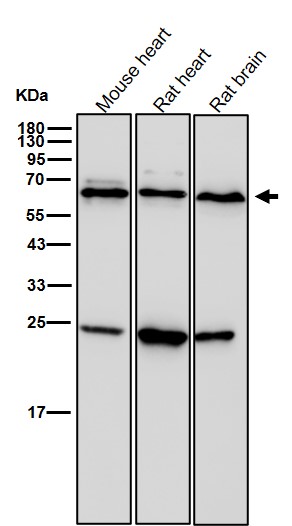 Rabbit Monoclonal to RUNX2