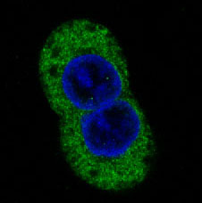 Rabbit Monoclonal to STAT2