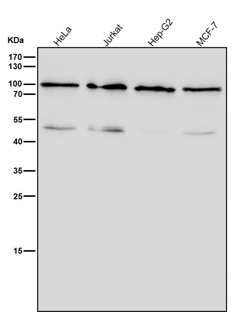 Rabbit Monoclonal to STAT4