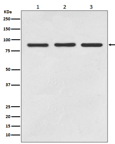 Rabbit Monoclonal to STAT5A/B