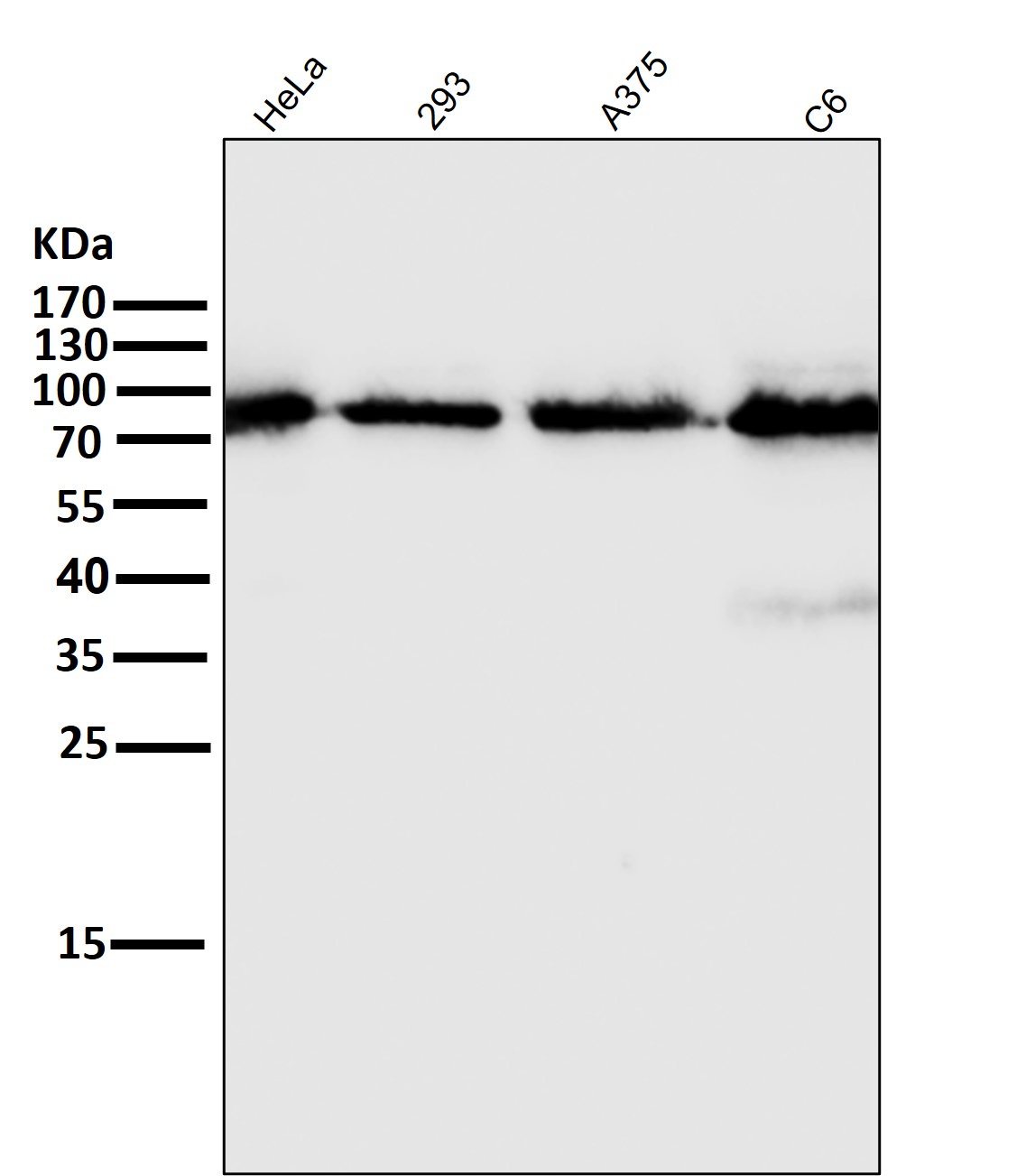 Rabbit Monoclonal to STAT5A/B