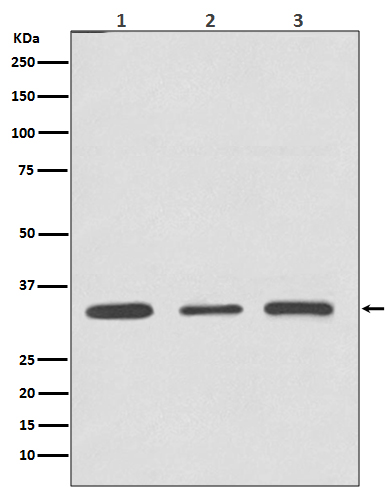 Rabbit Monoclonal to ATF5