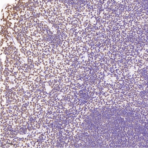 Rabbit Monoclonal to Histone H3