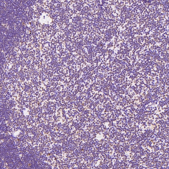 Rabbit Monoclonal to Histone H3
