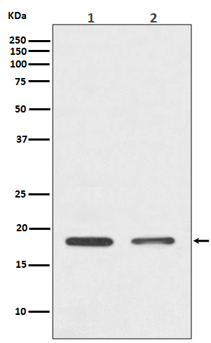 Rabbit Monoclonal to Histone H3