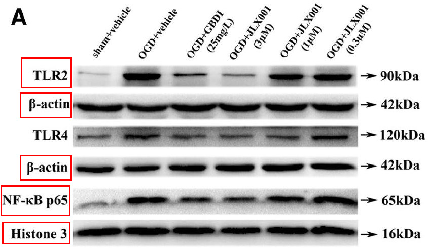 Rabbit Monoclonal to Histone H3