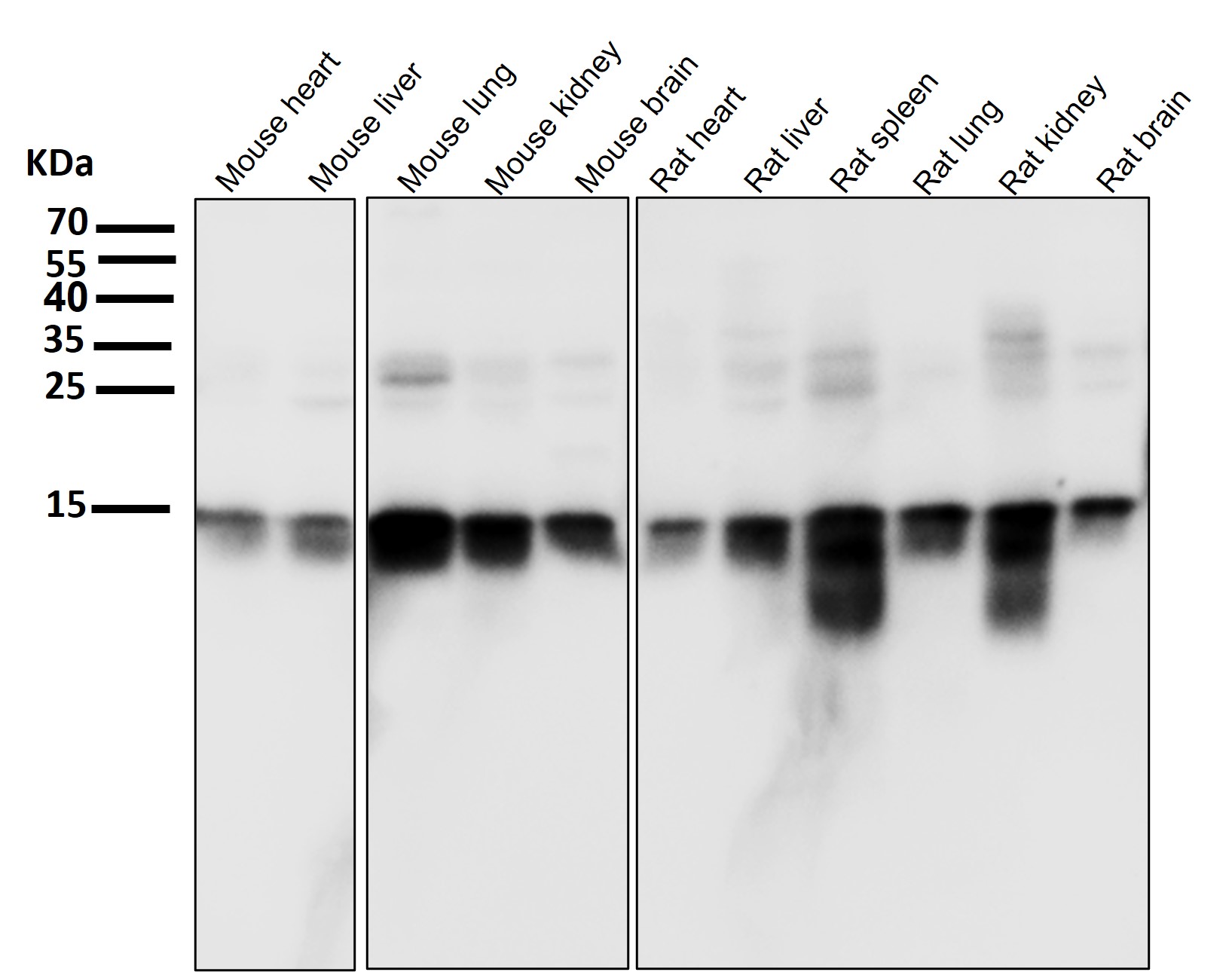 Histone H3