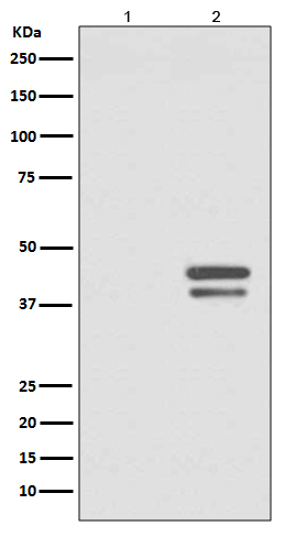 Phospho-JunD(S255)