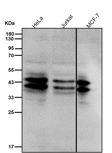 Rabbit Monoclonal to Phospho-JunD(S255)