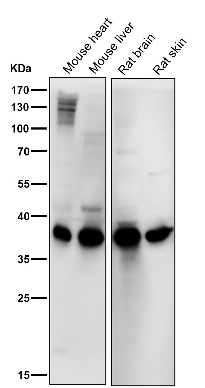 Rabbit Monoclonal to PAX9