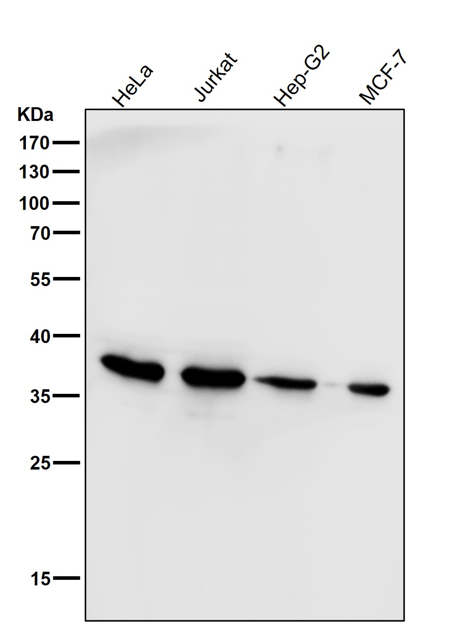 Rabbit Monoclonal to PAX9
