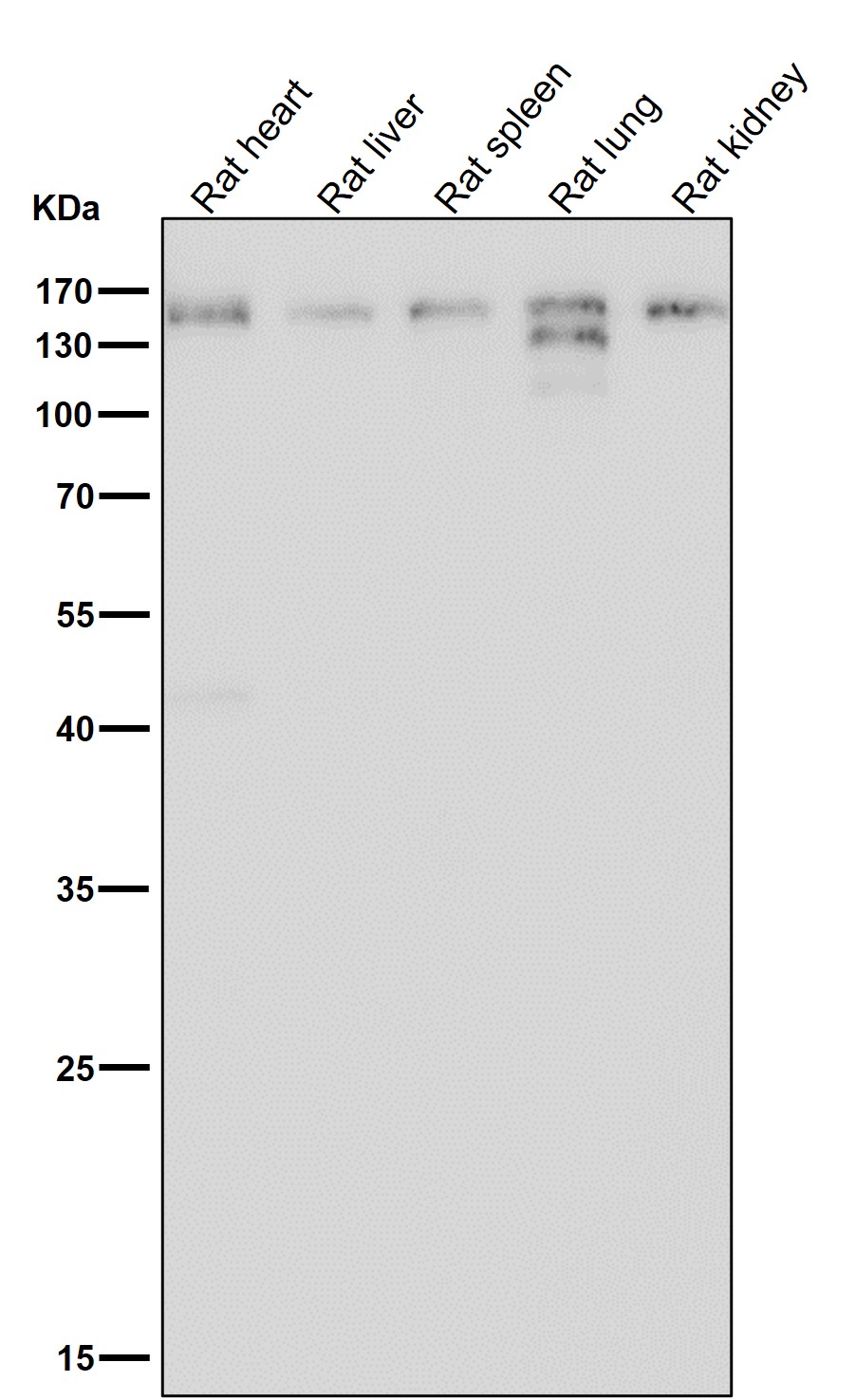 Collagen VI