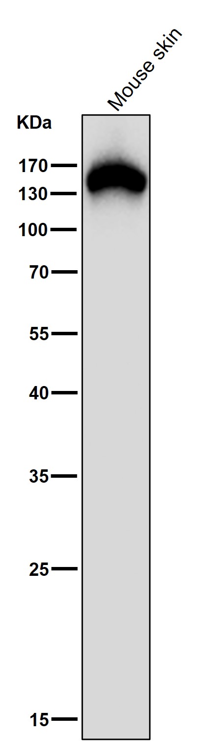 Rabbit Monoclonal to Collagen VI