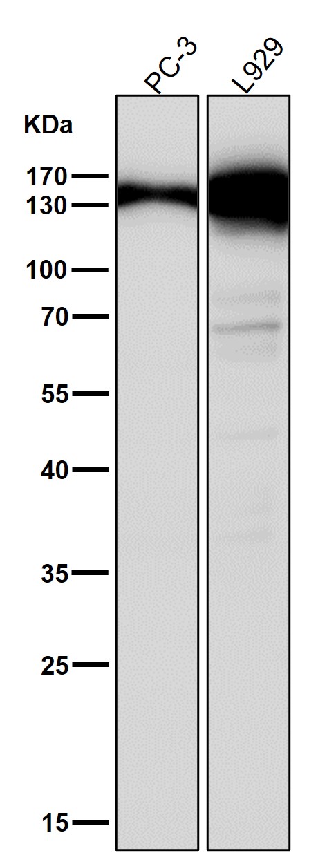 Rabbit Monoclonal to Collagen VI