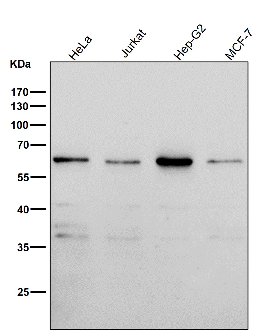 Rabbit Monoclonal to PAX7
