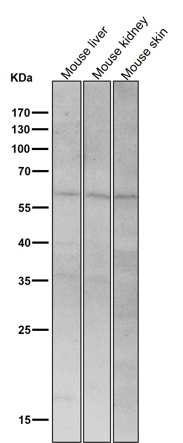 Rabbit Monoclonal to PAX7