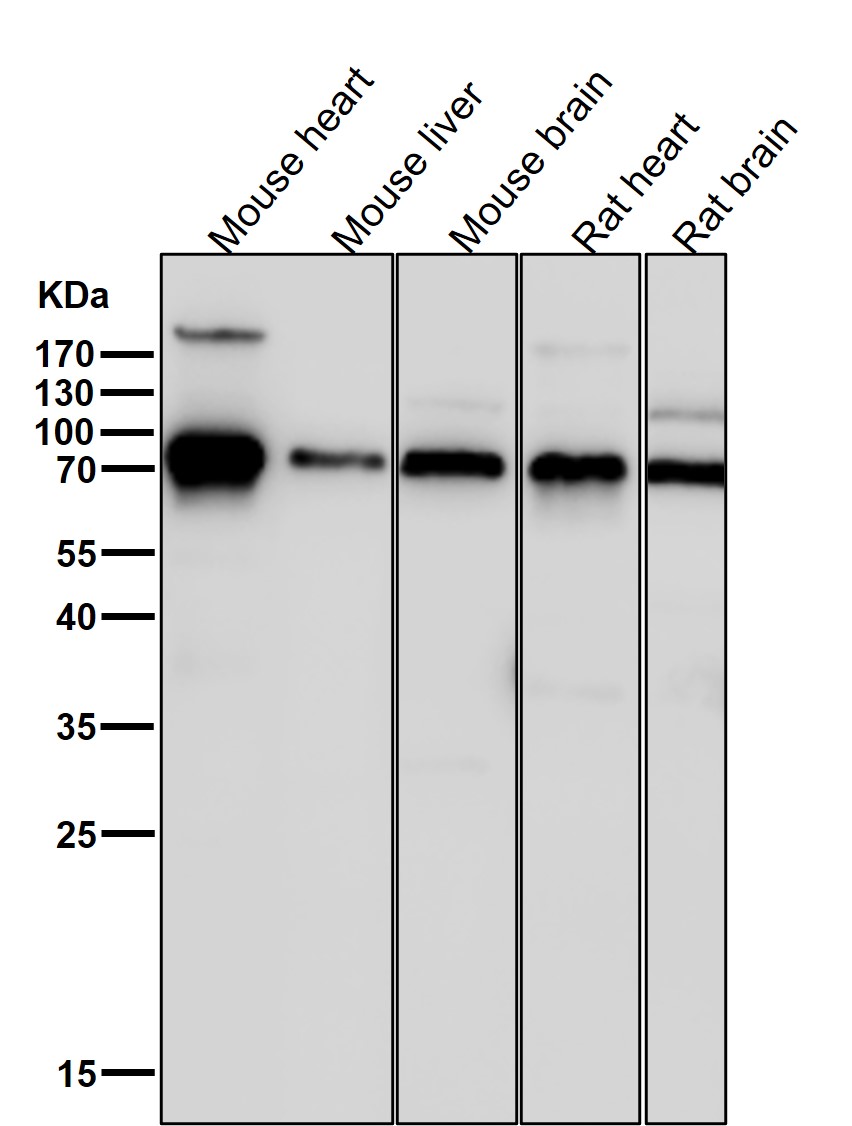 Rabbit Monoclonal to MEKK3