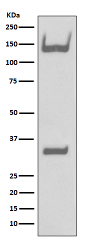 Rabbit Monoclonal to Trk A/B/C