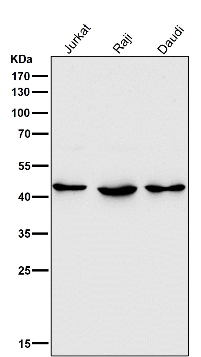 HDAC8
