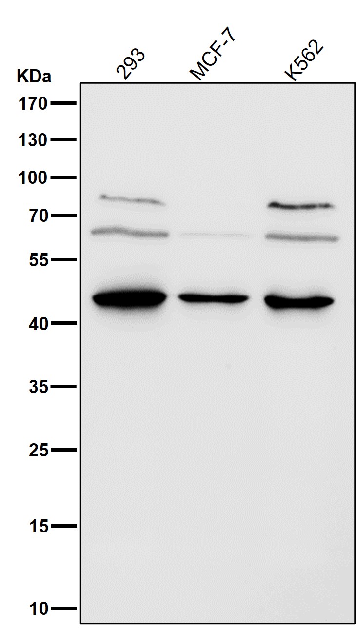Rabbit Monoclonal to HDAC8