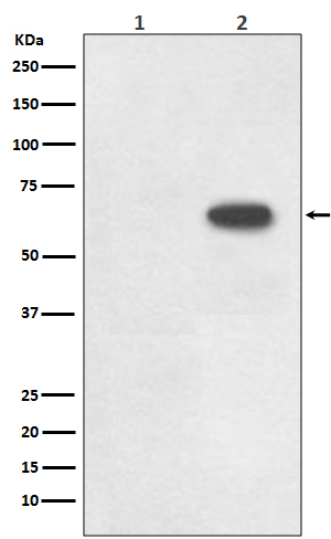 Phospho-Cdc6(S54)