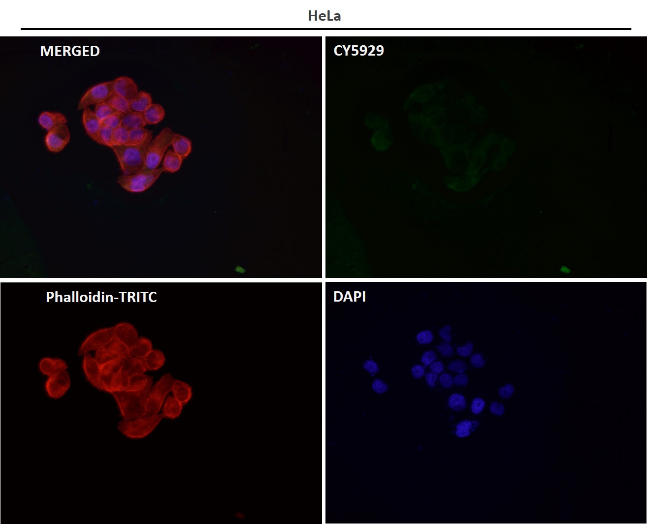 Rabbit Monoclonal to UbiquitinD
