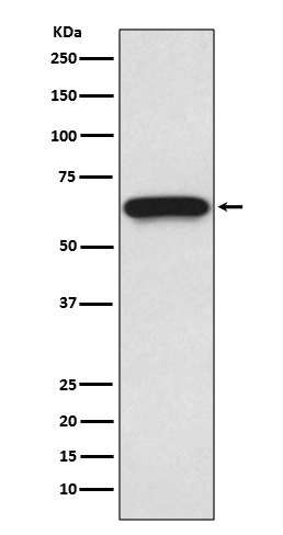 Rabbit Monoclonal to Cdc25B