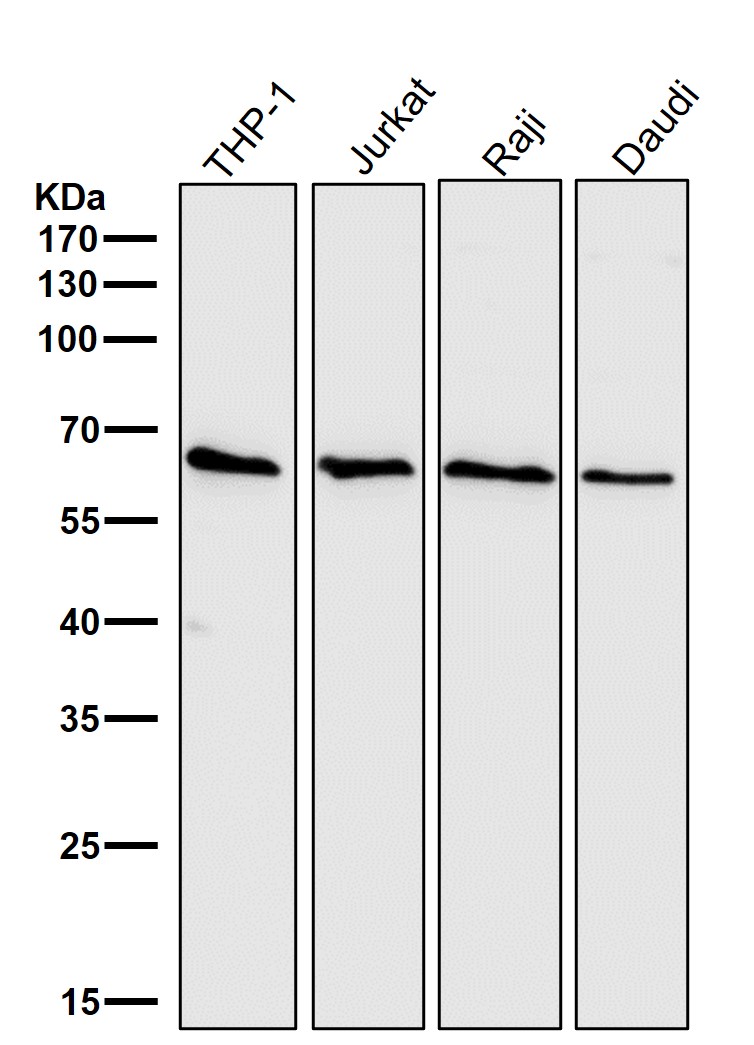 Cdc25B