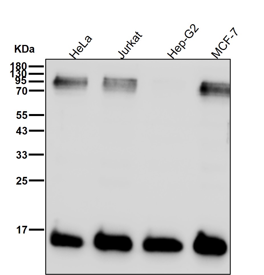 Rabbit Monoclonal to SUMO 4