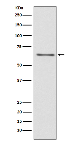 CDC45