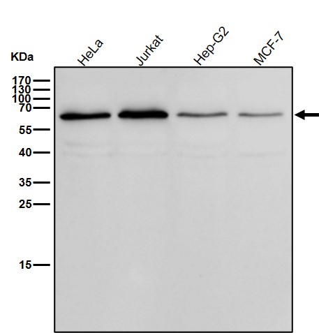 Rabbit Monoclonal to CDC45