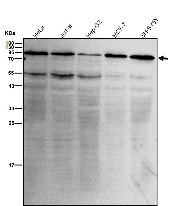 Rabbit Monoclonal to CDC5