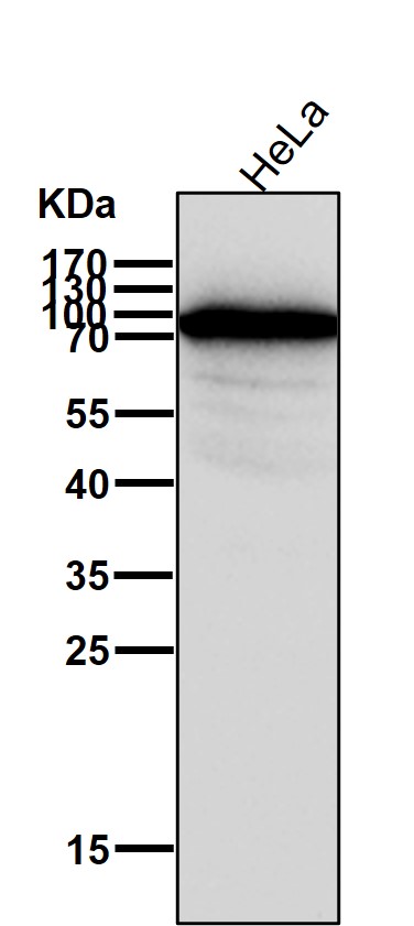 Rabbit Monoclonal to Cdc27/APC3