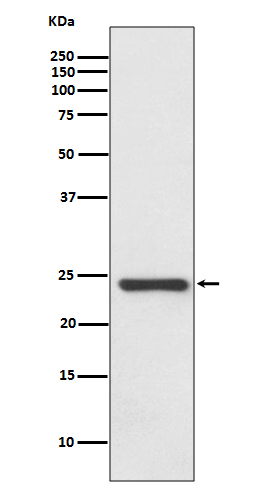 Hsp22