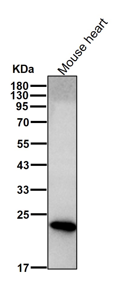 Rabbit Monoclonal to Hsp22