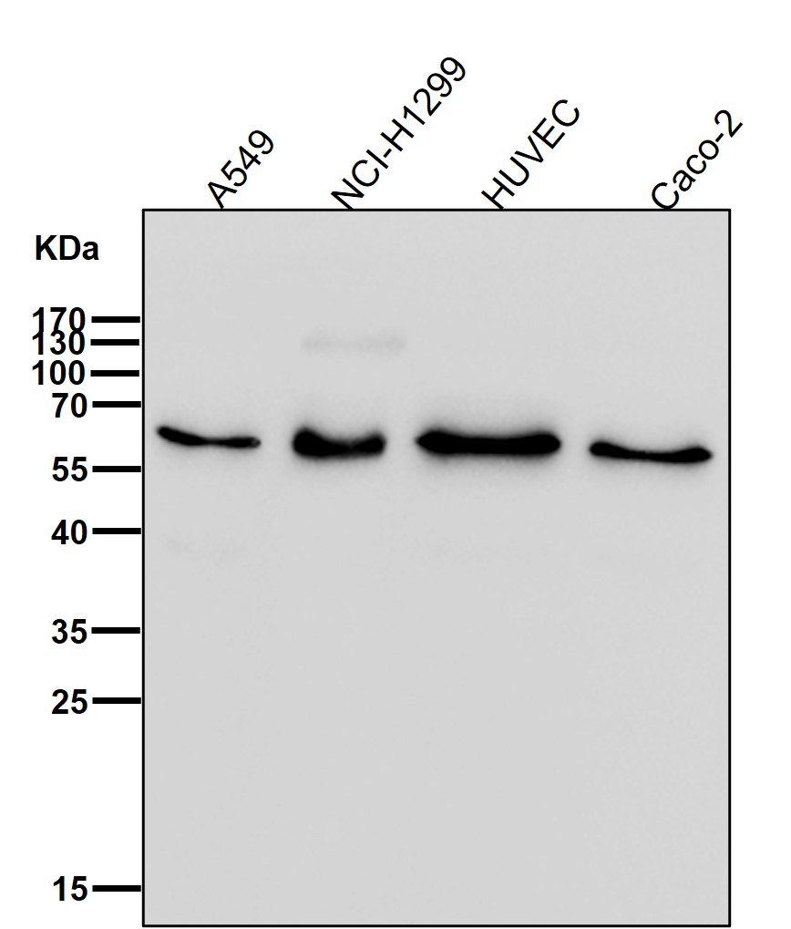 Rabbit Monoclonal to CDC42EP1
