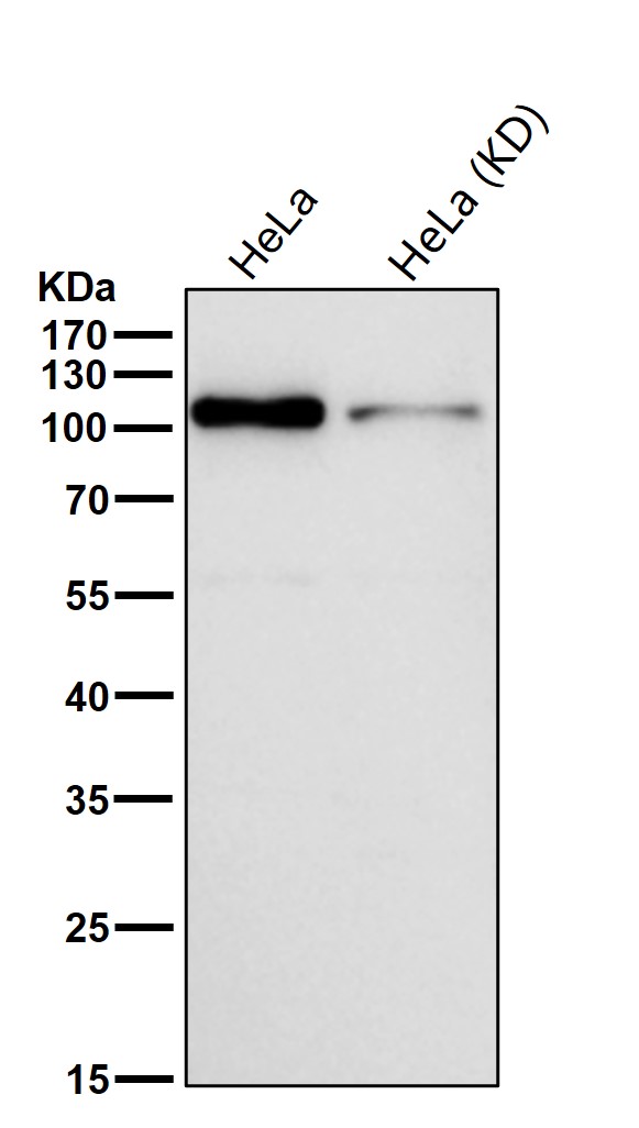 Rabbit Monoclonal to Hsp105