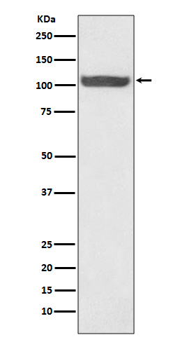 Hsp105