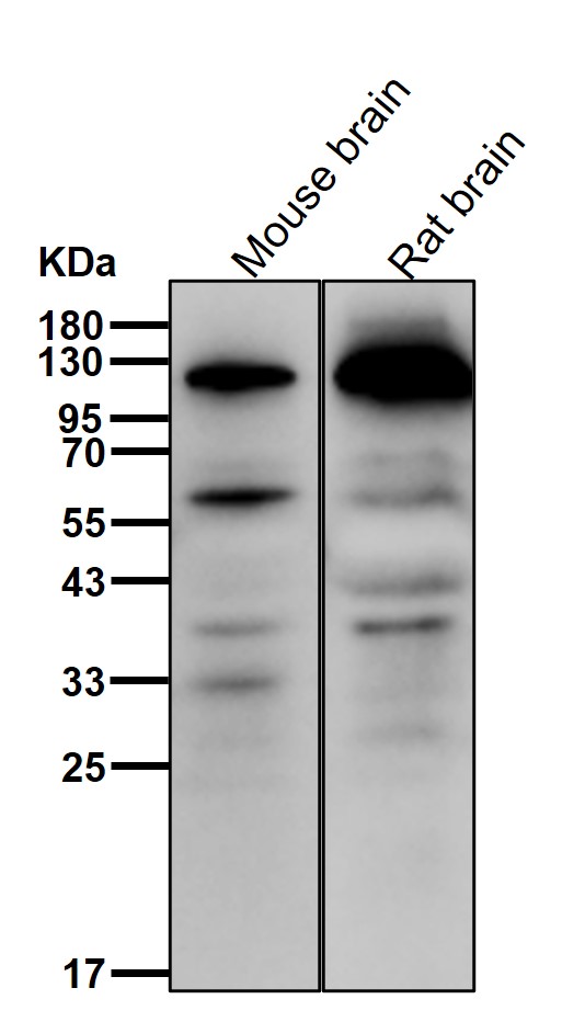 Rabbit Monoclonal to Hsp105
