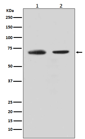 CDC40