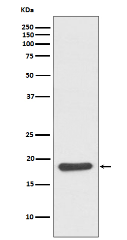 Hsp20