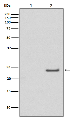 Phospho-Rac1/Cdc42(Ser71)