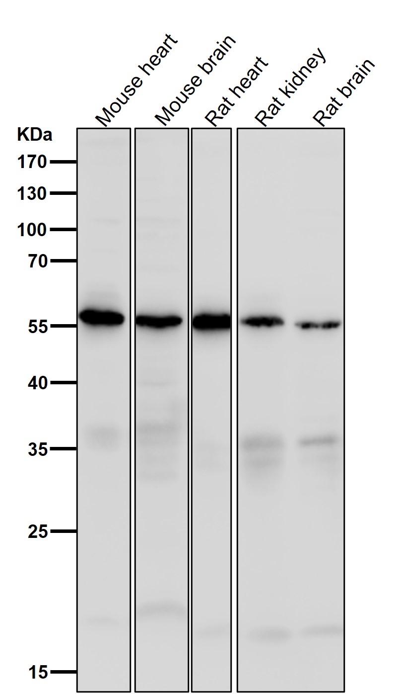 Caspase 10