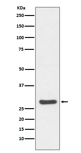 Caspase 14