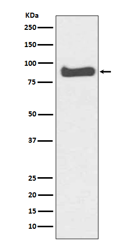 Mitofusin 1