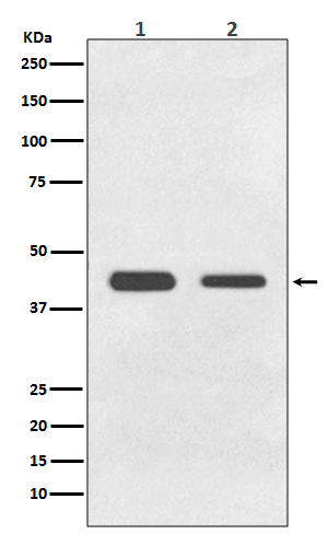 Rabbit Monoclonal to BMP11