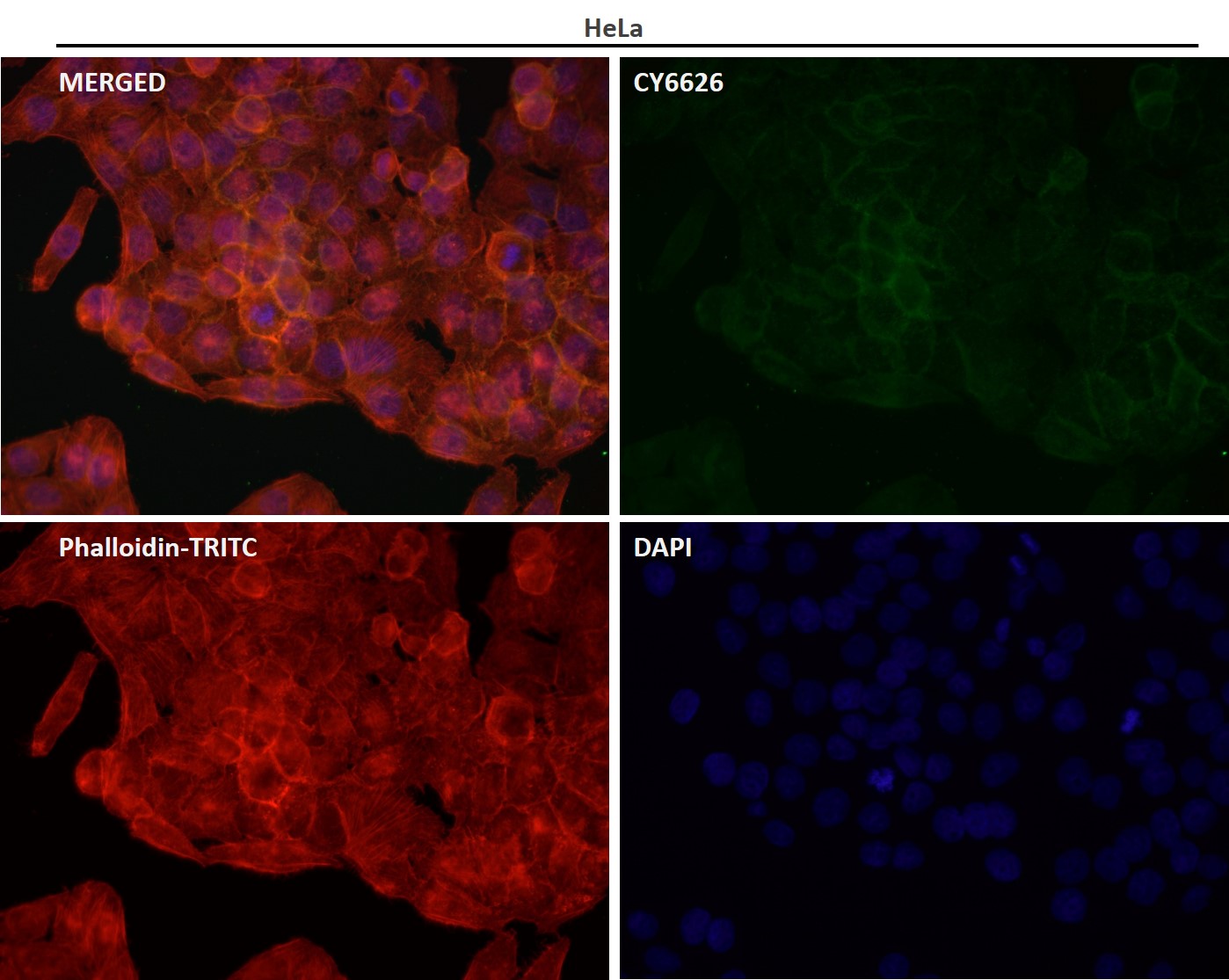 Rabbit Monoclonal to HE4